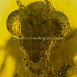 Neuroptera Hemerobiidae Brown Lacewing 7