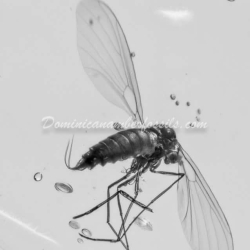 Nice Diptera With Wings Wide Open 8