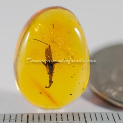 Nice Flower On Clear Amber Piece