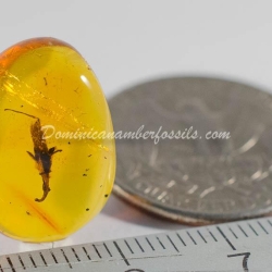 Nice Flower On Clear Amber Piece 3