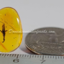 Nice Flower On Clear Amber Piece 4