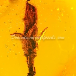 Nice Flower On Clear Amber Piece 6