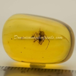 Nice Spider On Clear Amber Piece 2