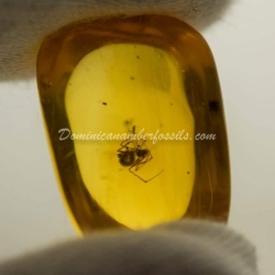 Nice Spider On Clear Amber Piece 3