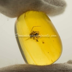 Nice Spider On Clear Amber Piece 4