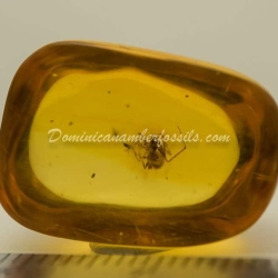 Nice Spider On Clear Amber Piece 5