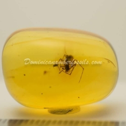 Nice Spider On Clear Amber Piece 7