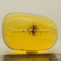 Nice Spider On Clear Amber Piece