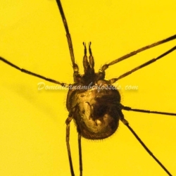 Opiliones Daddy Long Leg Amber Fossil Dominican Inclusion