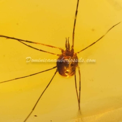Opiliones Daddy Long Leg Amber Fossil Dominican Inclusion 6