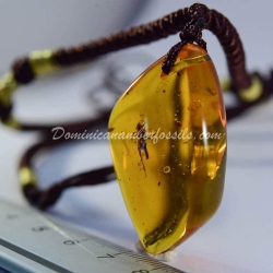 Orthoptera Inclusion Dominican Amber Pendant 7