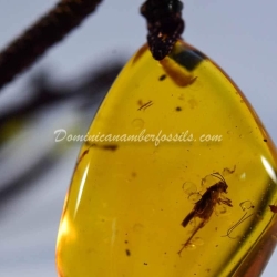 Orthoptera Inclusion Dominican Amber Pendant 8