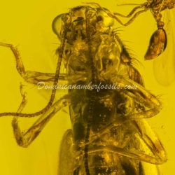 Orthoptera And Homoptera On Clear Amber Piece 10