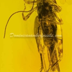 Orthoptera And Homoptera On Clear Amber Piece 11