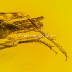 Orthoptera And Homoptera On Clear Amber Piece 12