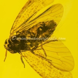 Orthoptera And Homoptera On Clear Amber Piece 13