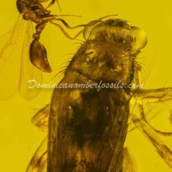 Orthoptera And Homoptera On Clear Amber Piece 4