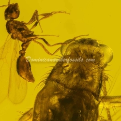 Orthoptera And Homoptera On Clear Amber Piece 5