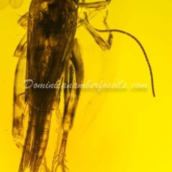 Orthoptera And Homoptera On Clear Amber Piece 6