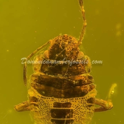 Pentatomidae Nymph Of Stink Bug 2