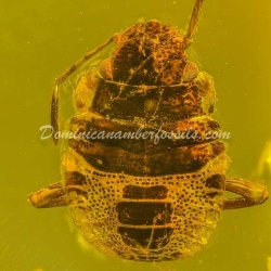 Pentatomidae Nymph Of Stink Bug 3