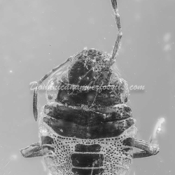 Pentatomidae Nymph Of Stink Bug