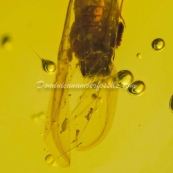 Platypodidae Inclusion Coleoptera Dominican Amber Fossil 12