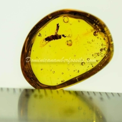 Platypodidae Inclusion Coleoptera Dominican Amber Fossil 3