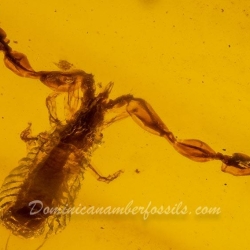 Pseudoscorpion 4