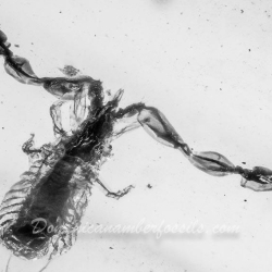 Pseudoscorpion 6