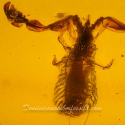 Pseudoscorpion 7