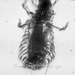 Pseudoscorpion 8