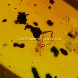 Pseudoscorpion Inclusion On Dominican Amber 2