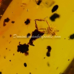 Pseudoscorpion Inclusion On Dominican Amber