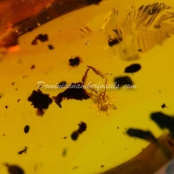 Pseudoscorpion Inclusion On Dominican Amber 4