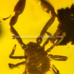 Pseudoscorpion Inclusion On Dominican Amber 6