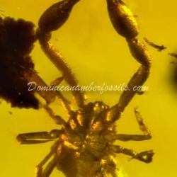 Pseudoscorpion Inclusion On Dominican Amber 7