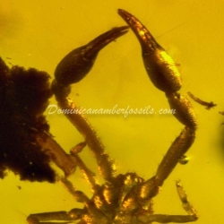 Pseudoscorpion Inclusion On Dominican Amber 8