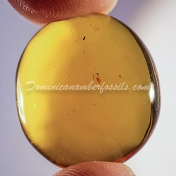 Pseudoscorpion On Large Amber Piece 2