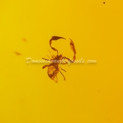 Pseudoscorpion On Large Amber Piece 3