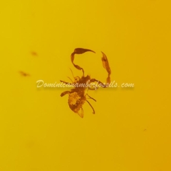 Pseudoscorpion On Large Amber Piece 4