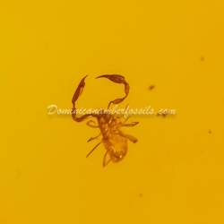 Pseudoscorpion On Large Amber Piece 5