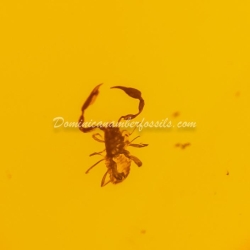 Pseudoscorpion On Large Amber Piece 6