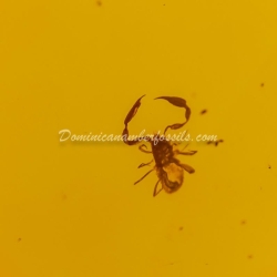 Pseudoscorpion On Large Amber Piece 7