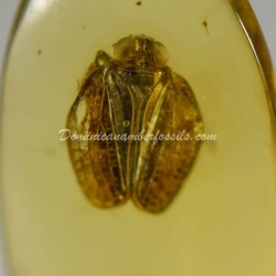 Psyllidae And Homoptera On Clear Amber Piece 10