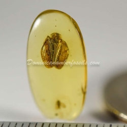 Psyllidae And Homoptera On Clear Amber Piece 11