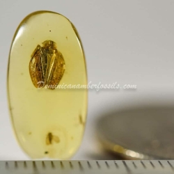 Psyllidae And Homoptera On Clear Amber Piece 12