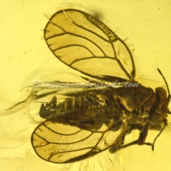 Psyllidae And Homoptera On Clear Amber Piece 2