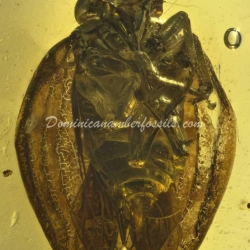 Psyllidae And Homoptera On Clear Amber Piece 3