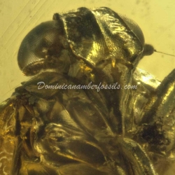 Psyllidae And Homoptera On Clear Amber Piece 4